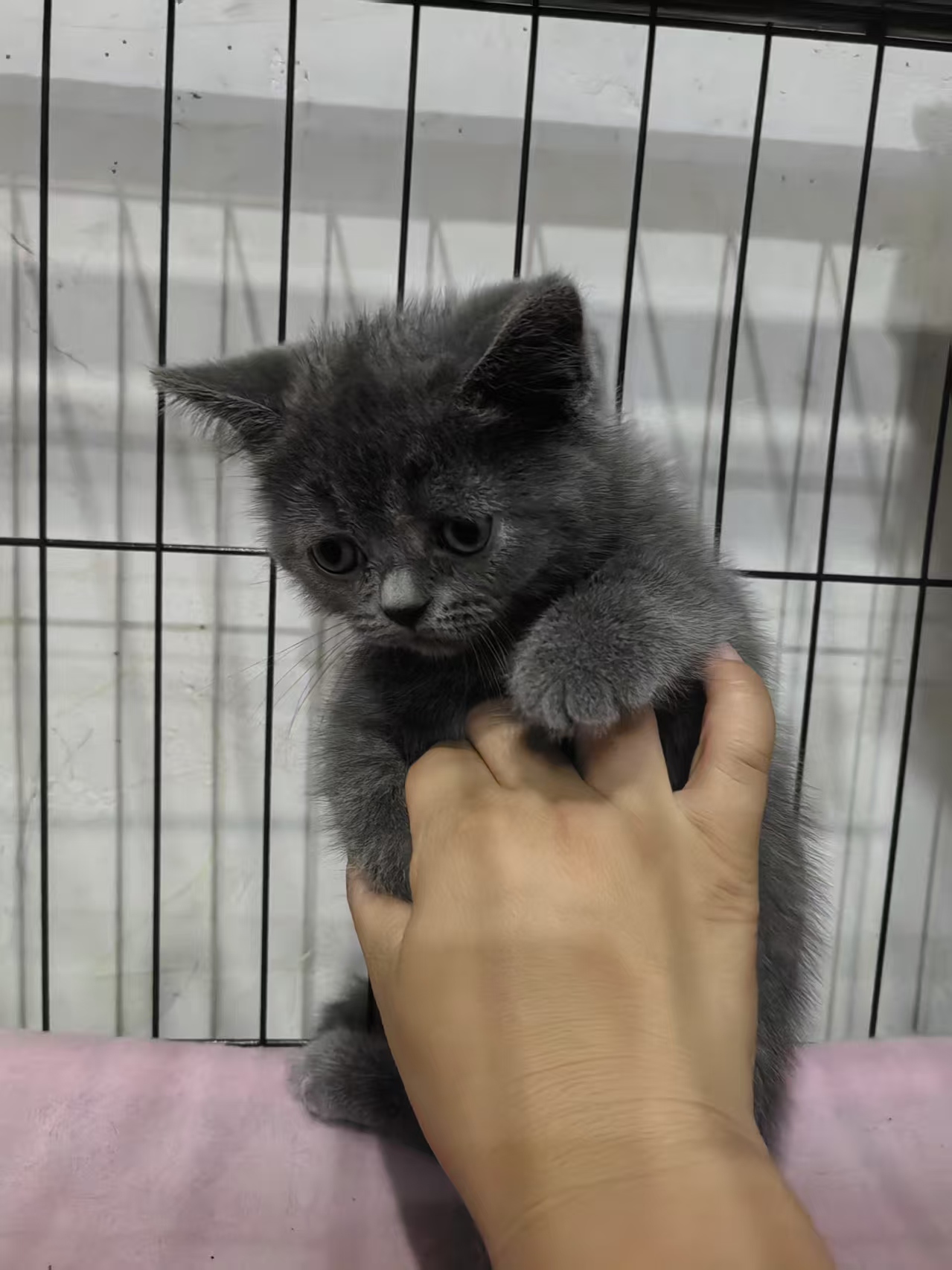 蓝猫之家